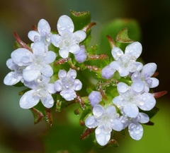 Valerianella echinata
