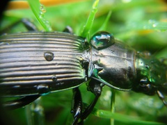 Megadromus antarcticus