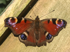 Aglais io