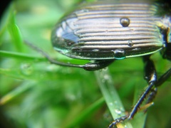 Megadromus antarcticus