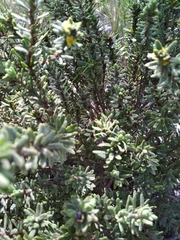 Thymelaea