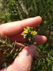 Thymelaea