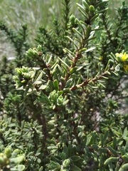Thymelaea
