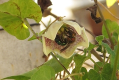 Augochloropsis tupacamaru