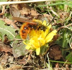 Dasyscolia ciliata