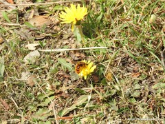 Taraxacum obovatum