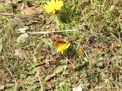 Taraxacum obovatum