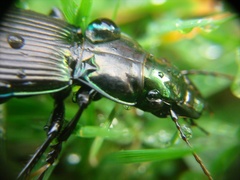 Megadromus antarcticus