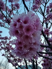 Prunus × lannesiana
