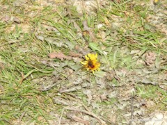 Dasyscolia ciliata