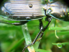 Megadromus antarcticus