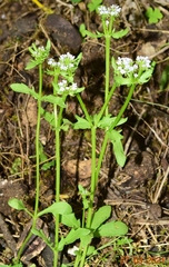Valerianella echinata