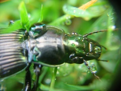 Megadromus antarcticus