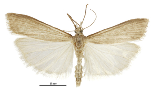 Scoparia augastis