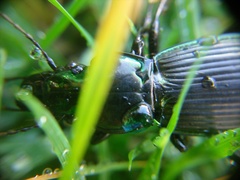 Megadromus antarcticus