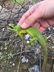 Lacerta trilineata