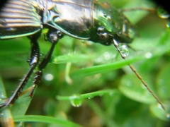 Megadromus antarcticus