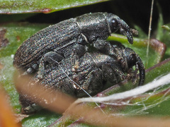 Mecinus pyraster