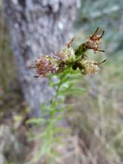 Galatella sedifolia