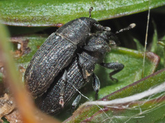 Mecinus pyraster