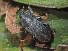 Mecinus pyraster