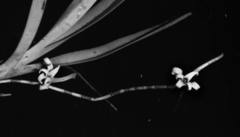Cyrtorchis