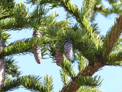 Picea glauca