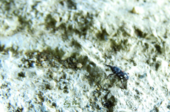 Sitophilus zeamais