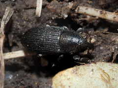 Mecinus pyraster