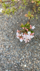 Viburnum carlesii bitchiuense
