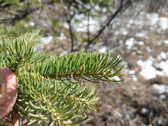 Picea glauca