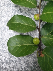 Mystroxylon aethiopicum