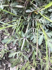 Sanicula bipinnatifida