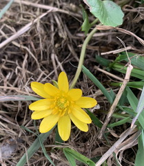 Ficaria verna