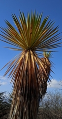 Yucca periculosa