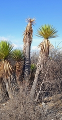Yucca periculosa