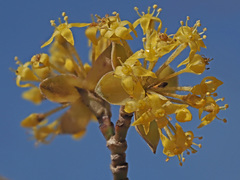 Cornus mas