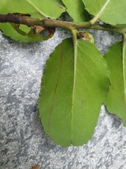 Mystroxylon aethiopicum