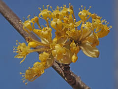 Cornus mas