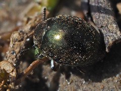 Lamprobyrrhulus nitidus