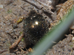 Lamprobyrrhulus nitidus