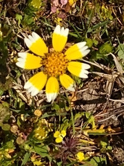 Layia chrysanthemoides