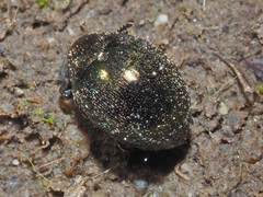 Lamprobyrrhulus nitidus