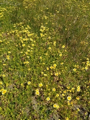 Layia chrysanthemoides