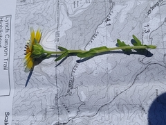 Layia chrysanthemoides