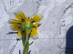 Layia chrysanthemoides