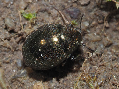 Lamprobyrrhulus nitidus