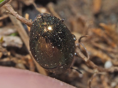 Lamprobyrrhulus nitidus