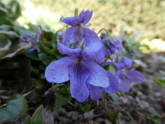 Viola × bavarica