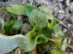 Viola × bavarica